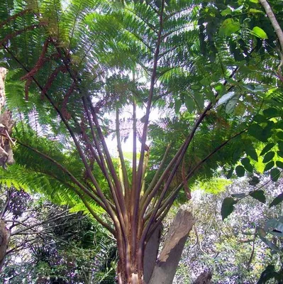 Obrázek produktu pro Kapradina Norfolk (Cyathea brownii) – 1 porce spor