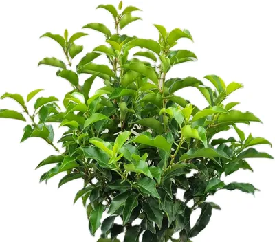Obrázok produktu pre Ušľachtilá portugalská vavrínová čerešňa - Prunus lusitanica Brenelia - 80 - 100 cm