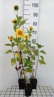 Image de 6 x Helianthus decap. 'Meteor' - Tournesol - Pot 9 x 9 cm