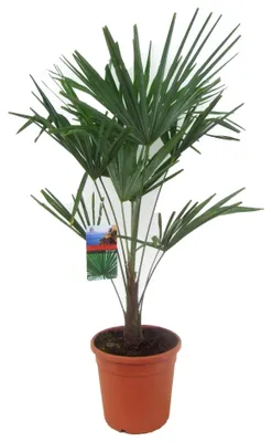 Produktbild von Chinesische Hanfpalme 80-100 cm  Trachycarpus fortunei