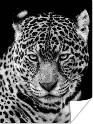Produktbild von MuchoWow® Poster Leopard - Tiere - Schwarz - Weiß - Porträt 90x120 cm - Wohnzimmer