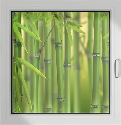 Produktbild von Wallario Lichtschutzbild, Dekorativer Sichtschutz Sonnenschutz 96 x 93 cm mit Motiv: Grüner Bambuswald - Verdunklung ohne Bohren