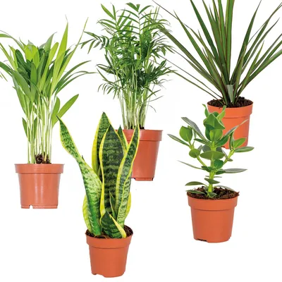 Produktbild von 5er-Mix Chamaedorea, Sansevieria, Clusia, Dypsis & Dracaena, 20-40 cm