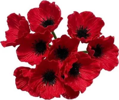 Imagen del producto de Ramo de flores artificiales Multikolor de 28 cm (11 pulgadas), con amapolas, que no se decolora, ideal para centros de mesa y bodas, perfecto para decoración y como elemento de fondo