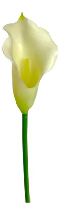 Produktbild von Kunstblume, CALLA 36cm.