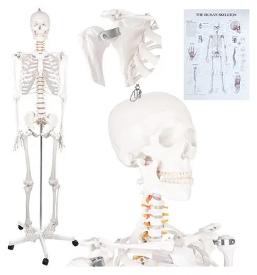 Immagine prodotto di Glimz 19454 - Scheletro umano, altezza 170 cm - modello anatomico su supporto
