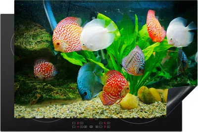 Produktbild von KitchenYeah© Herdabdeckplatte Fische in einem Aquarium , 80x52cm, Küche Deko, Glaskeramikkochfeld Herdabdeckung, Abdeckplatte fùr Kochfeld