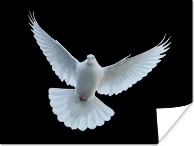 Produktbild von MuchoWow® Poster Taube - Vogel - Schwarz - Weiß - Porträt 120x90 cm - Wandbild