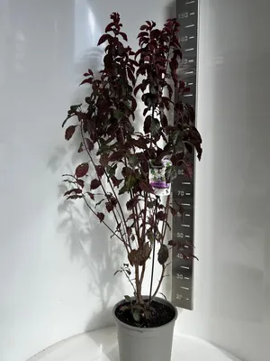 Produktbild von Prunus cerasifera 'Crimson Pointe'® - Zierkirsche | 100-120 cm im Topf