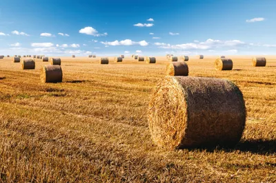Zdjęcie produktu dla Fields Art Print Picture - Złote bele słomy późnym latem (80 x 120 cm)