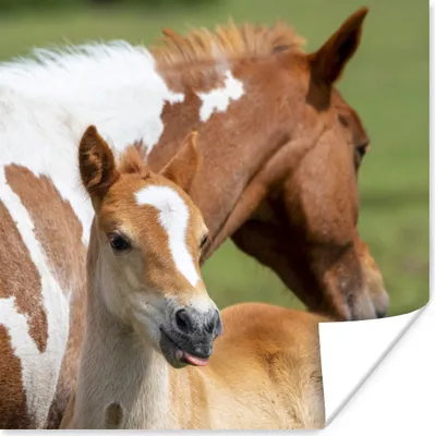 Produktbild von MuchoWow® Poster Pferde - Fohlen - Gras 75x75 cm - Wand Dekoration