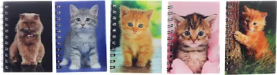 Image de Cahier du chat 3D