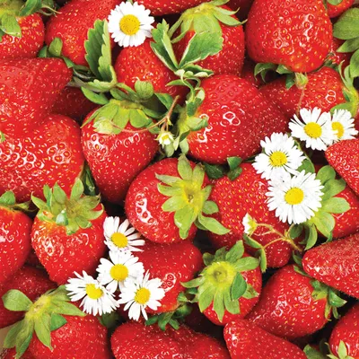 Produktbild von Servietten Papier 33x33cm 3-lagig Erdbeeren Motiv Rot / Weiß 20 Stk.