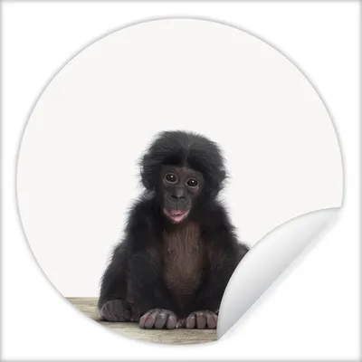 Produktbild von MuchoWow® Runde Wandtattoo - Wandsticker Tapete Aufkleber Kind - Affe - Schimpanse - Babytiere - Jungen - Mädchen Ø 100 cm Selbstklebend und Repositionierbar - Wandaufkleber - Kreis - Tapetenkreis - Wandbild rund - Schlafzimmerdekoration - Wanddeko - runde Tapete - Kunst für zu Hause