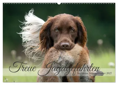 Produktbild von Treue Jagdgefährten Der kleine Münsterländer (Wandkalender 2027 DIN A2 quer), CALVENDO Monatskalender