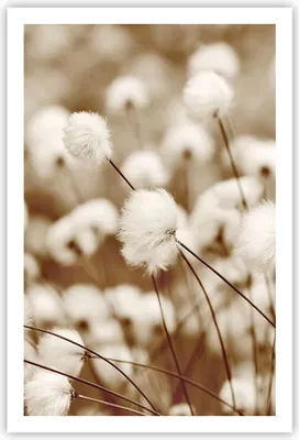 Produktbild von Poster - Poster ohne Rahmen - Baumwolle Boho Wollig - 61x91,5 cm - Wand Bild - Wanddeko - Wandbilder - Kunstposter - Wandposter - Bilder - Kunstdruck - Wanddekoration - Wandbild - P2XPA61x91-4850