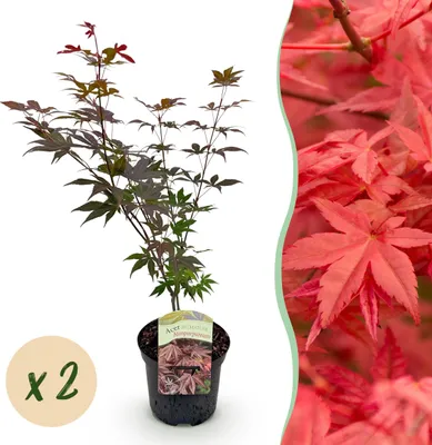 Immagine prodotto di Pianta da terrazzo - Acero giapponese - Acer palmatum Atropurpureum - Viola - 2 Piante - Decidua - 60-70cm - Ø25cm - Pianta da giardino