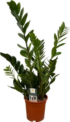 Immagine prodotto di Trendyplants - Zamioculcas - Pianta d'appartamento - Altezza 65-85 cm - Dimensioni vaso Ø17cm