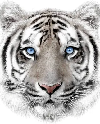Produktbild von Kuscheldecke Microfaser Flauschdecke weißer Tiger 120  x 150 cm