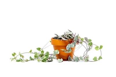 Obrázek produktu pro Gardners Ceropegia woodii Variegata, průměr 6 cm