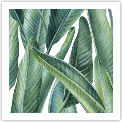 Produktbild von Poster - Poster ohne Rahmen - Exotisch Blätter Grün - 60x60 cm - Wand Bild - Wanddeko - Wandbilder - Kunstposter - Wandposter - Bilder - Kunstdruck - Wanddekoration - Wandbild - P2XAC60x60-4258