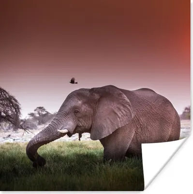 Produktbild von MuchoWow® Poster Roter Sonnenuntergang über einem Elefanten im Gras 100x100 cm - Babyzimmer