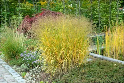 Produktbild von Stauden Gänge 1 x Panicum virgatum 'Strictum' im 1 Liter Topf - Gelbe Rutenhirse - Standfest und stilvoll für zeitlose Akzente - Winterhart