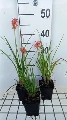 Image de 6 x Kniphofia hybr. 'Vincent Lepage' - Lys torche - pot 9 x 9 cm