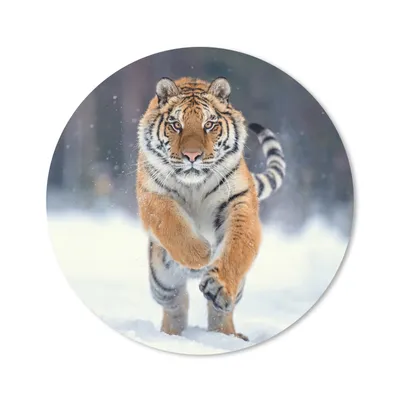Produktbild von MuchoWow® Mauspad Mousepad Tiger - Landschaft - Schnee - Tiere 40x40 cm - Mousepads - Maus Mat - Pad - Mausunterlage - Schreibtisch Accessoires