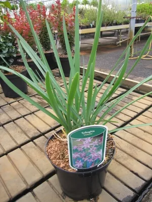 Produktbild von Zimmerknoblauch - Tulbaghia Violacea - Südseeknoblauch - Wilder Knoblauch