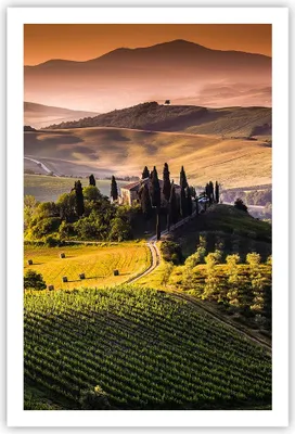 Produktbild von Poster - Poster ohne Rahmen - Landwirtschaft Bauernhof Toskana Weinberg - 61x91,5 cm - Wand Bild - Wanddeko - Wandbilder - Kunstposter - Wandposter - Bilder - Kunstdruck - Wandbild - P2XPA61x91-2465