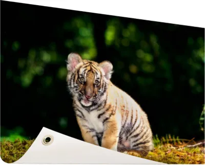 Produktbild von Gartenposter - 60x40 cm - Tigerjunges im Wald  - Modernes Wandbilder - Wilde Tierposter