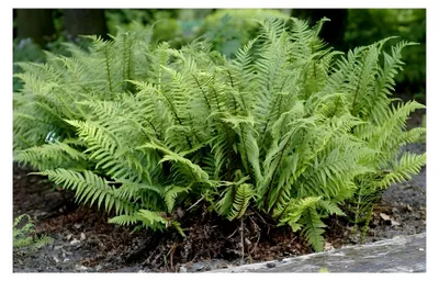 Produktbild von 3 x Dryopteris affinis 'Crispa' im 1 Liter Topf (Farn/Winterhart/Mehrjährig/Staude/Immergrün)