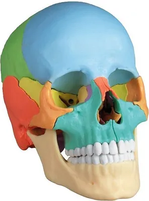 Produktbild von Erler Zimmer Skelettmodell "Osteopathie-Schädelmodell", 22-teilig