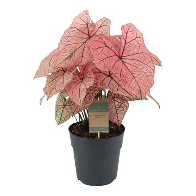 Obrázok produktu pre Trendyplants special - Caladium Spring Fling - Izbová rastlina - Výška 55-75 cm - Veľkosť kvetináča Ø21cm