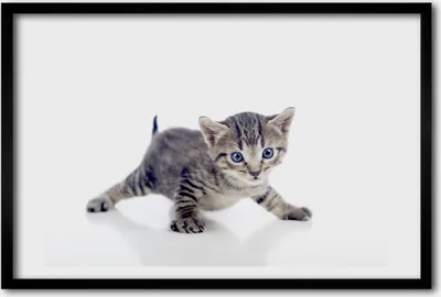 Produktbild von Bild 60x40 MDF-Rahmen, Wandkunst Kleine Katze