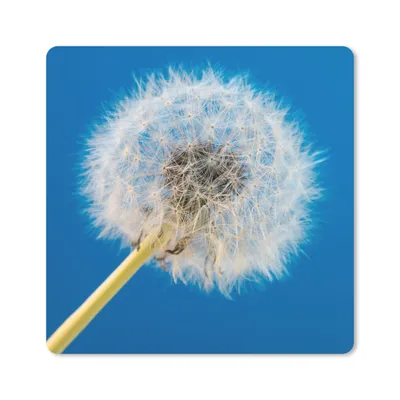 Produktbild von MuchoWow® Mauspad Mousepad Löwenzahn - Blume - Terrasse 20x20 cm - Mousepads - Maus Mat - Pad - Mausunterlage - Desk Mat - Bureauartikeln