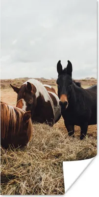Produktbild von MuchoWow® Poster Tiere - Pferd 60x120 cm - Wandschmuck