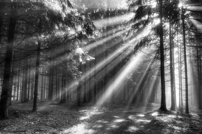 Produktbild von Papermoon VLIES Fototapete, Digitaldruck,  Waldlichtung (014)