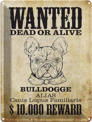 Produktbild von vianmo Blechschild 40x30 cm Hund wanted dead Bulldogge Alias