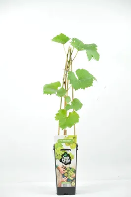 Obrázok produktu pre Biele hrozno "Muškát biely" - vinič 50-70 cm | Sladké hrozno | Robustná rastlina viniča pre záhradu a balkón