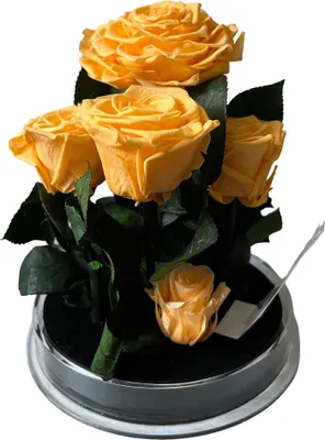 Produktbild von Garten im Glas - 5 konservierte Orangenrosen