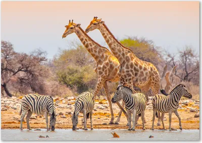 Produktbild von Tulup® Leinwandbild - 100x70 cm - Wandkunst - Drucke auf Leinwand - Leinwanddruck  - Tiere - Braun - Giraffen und Zebras