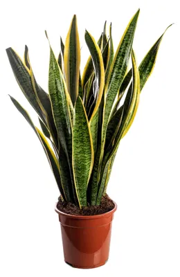 Produktbild von Schlangenpflanze Sansevieria - hohe Zimmerpflanzen für Ihr Zuhause