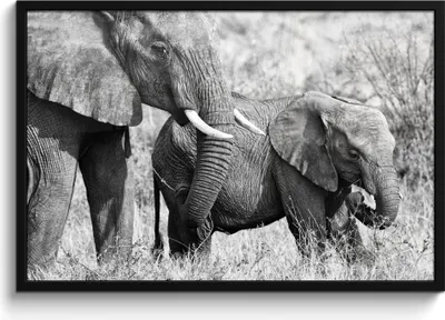 Produktbild von MuchoWow® MuchoWow® Gerahmtes Poster Elefant - Tiere - Gras - Schwarz und weiß 90x60 cm - Poster mit zchwarzem Bilderrahmen - Fotorahmen - Foto-Plakat