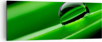 Produktbild von Bild auf Leinwand - Leinwandbild - Pflanze Tropfen Wasser Blase - 140x50cm - Wand Bild - Wanddeko - Leinwanddruck - Bilder - Kunstdruck - Wanddekoration - Leinwand bilder - Wandkunst - AB140x50-2352