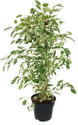 Zdjęcie produktu dla Figowiec benjamini "Twighlight" w doniczce 17 cm