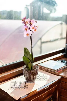 Produktbild von Transparente Blumentöpfe für Orchideen und Pflanzen 0,7L – Mit Wasserauffangsystem und 70% Recyclingmaterial