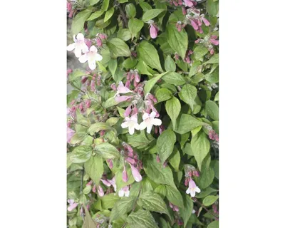Produktbild von Perlmuttstrauch, Kolkwitzie FloraSelf Kolkwitzia amabilis H 50-60 cm Co 4 L