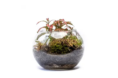 Obrázok produktu pre Gardners Sklenená váza vypuklá, priemer 17 cm - vysadená s vlhkosťou